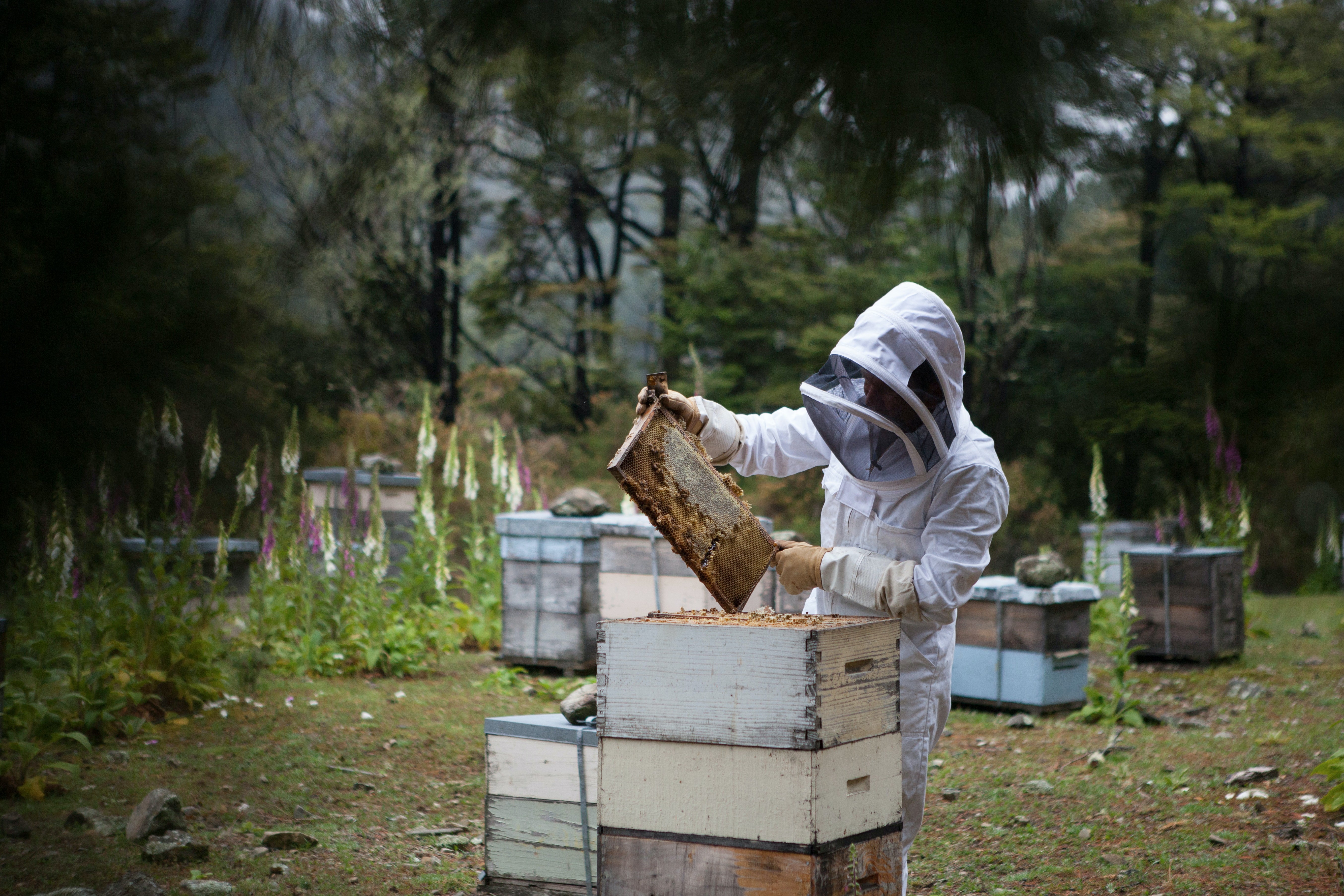 Biohoney’s Terry Bone: bees need us, too.